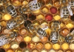 Buntes Bienenbrot (Bild: Steffen Remmel, 08.05.2010), In einer guten Trachtzeit kann es vorkommen das die Honigbienen von verschiedenen fabigen Blüten den Pollen (Bienenbrot) sammeln. Dann sieht eine Pollenwarbe farbenfroh, mit den gepresseten Pollen in den Zellen, aus.