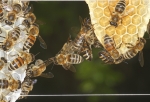 Bautrupp nimmt Maß (Bild: Steffen Remmel, 24.05.2010), Werden Waben von vorgaben durch den Menschen gebaut, sieht man sehr oft, das Bienen zwischen einer Distanz mit ihrem Körper Maß nehmen und sich dabei aneinander verketten. 