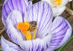 Krokus wichtiger Pollenlieferant (Bild: Steffen Remmel, 17.03.2010), Für einen guten Start ins neue Jahr sorgt der Krokus. Er liefert den wichtigen Pollen für die Entwicklung der Honigbiene im Frühjahr.

