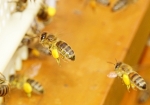Pollentransporter (Bild: Steffen Remmel, 15.04.2013), Honigbiene auf dem Rückflug zum Bienenstock mit vollen Pollenhöschen.