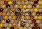 Bild: 124: Pollenwabe mit überwiegend Brombeer-Pollen vom 2013-07-02