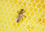 Honigeintrag (Bild: Steffen Remmel, 02.07.2013), Honigbiene beim einlagern des Honigs auf eine frisch ausgebauten Honigwabe.