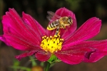 Bild: 131: Honigbiene besucht eine Fiederblättriges Schmuckkörbchen vom 2013-09-03