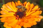 Honigbiene @ Garten-Ringelblume (Bild: Steffen Remmel, 03.09.2013), Honigbiene besucht eine Garten-Ringelblume (Calendula officinalis). Blühzeitraum von Mitte Juni bis Ende September.

