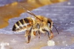 Honigbiene beim Honig naschen, ....  (Bild: Steffen Remmel, 20.10.2012), Bei den letzten Arbeiten in Jahr wurden einige Zellen einer Futterwabe beschädigt, so dass ein wenig Honig heraus geflossen ist. Das Bild zeigt eine Honigbiene beim Honig naschen des herausgeflossenen Honigs.
