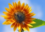 Bild: 134: Honigbiene & Sonnenblume vom 2010-09-04