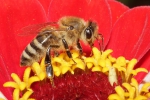 Honigbiene im Profil auf einer Blüte (Bild: Steffen Remmel, 11.08.2014), Honigbiene im Profil, beim Nektar sammeln, auf einer Blüte der Zinnie. Besonders gut zu erkennen ist, die Behaarung der Honigbienen und die feinen Strukturen der Flügel.
