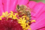 Honigbiene im Profil auf einer Blüte (Bild: Steffen Remmel, 11.08.2014), Honigbiene im Profil, beim Nektar sammeln, auf einer Blüte der Zinnie. Besonders gut zu erkennen ist, die Behaarung der Honigbienen und die feinen Strukturen der Flügel.
