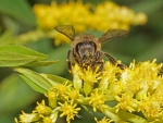Honigbiene auf einer Kanadische Goldrute (Bild: Steffen Remmel, 03.10.2014), Frontalaufnahme einer Honigbiene auf einer Kanadische Goldrute. Gut zu erkennen ist der Kopf der Honigbienen mit den beiden Fasettenauge. 

